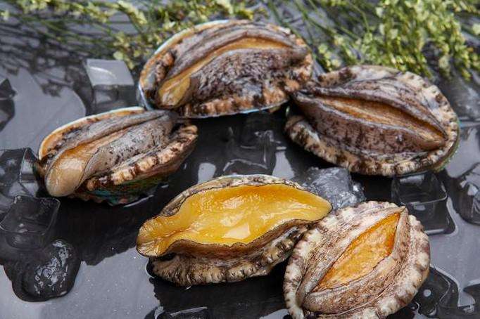 Deniz lezzetlerinin evi: Fujian, Çin'deki profesyonel deniz kulağı üreticisi