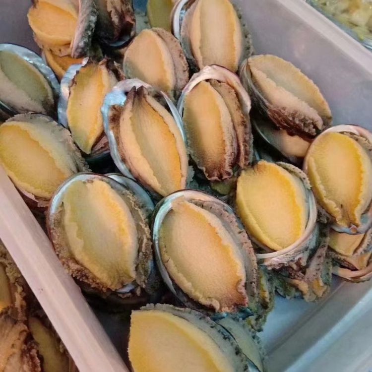 Kabuklu, Oyukları Çıkarılmış Denizkulağı | Taze Flaş-Dondurulmuş Abalone Eti